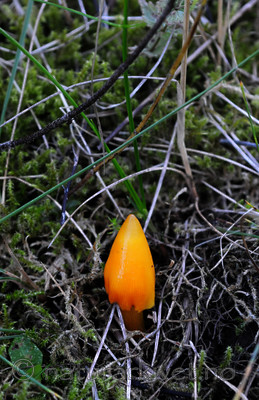 SIR_7009 / Hygrocybe acutoconica / Spiss vokssopp