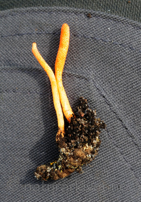 SIR_7086 / Cordyceps militaris / Rød åmeklubbe
