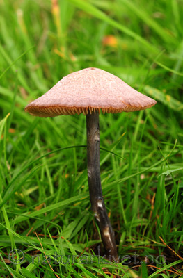 SIR_7111 / Entoloma griseocyaneum / Lillagrå rødspore