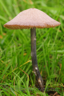SIR_7118 / Entoloma griseocyaneum / Lillagrå rødspore