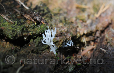 SIR_7532 / Populus tremula / Osp