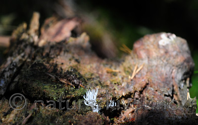 SIR_7535 / Populus tremula / Osp