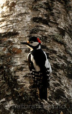 SIR_8942 / Dendrocopos major / Flaggspett