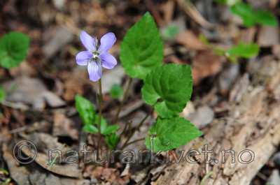 SIR_9180 / Viola selkirkii / Dalfiol