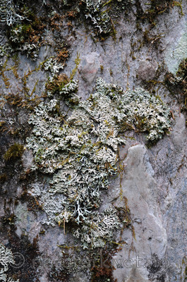 SIR_9257 / Menegazzia terebrata / Skoddelav