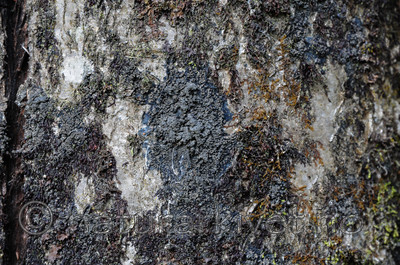 SIR_9288 / Fuscopannaria mediterranea / Olivenlav