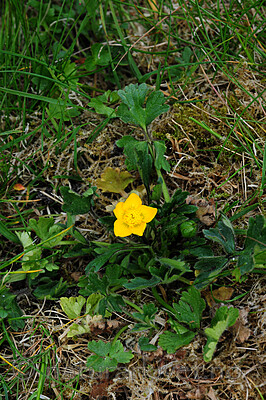 SIR_9464 / Ranunculus bulbosus / Knollsoleie