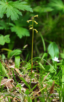 SIR_9617 / Corallorhiza trifida / Korallrot