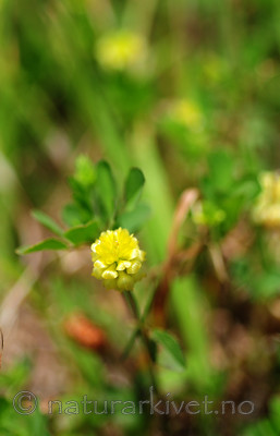 SIR_9687 / Trifolium campestre / Krabbekløver