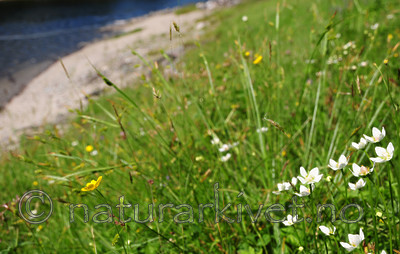 SIR_9834 / Parnassia palustris / Jåblom