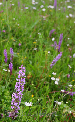 SIR_9849 / Gymnadenia conopsea / Brudespore