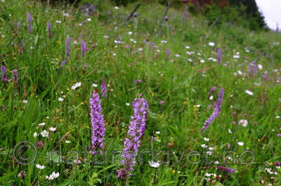 SIR_9851 / Gymnadenia conopsea / Brudespore