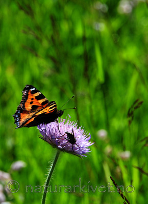 SIR_9950 / Aglais urticae / Neslesommerfugl
