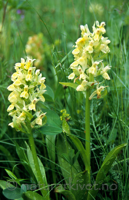 SR0003 / Dactylorhiza sambucina / Søstermarihand