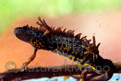 SR0057 / Triturus cristatus / Storsalamander
