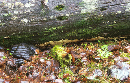 SR0070 / Antrodiella citrinella / Gul snyltekjuke