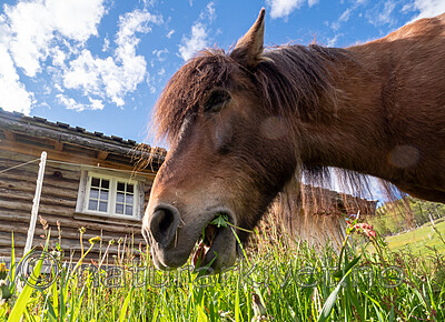 SR010030 / Equus caballus / Hest