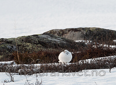 SR010048 / Lagopus lagopus / Lirype