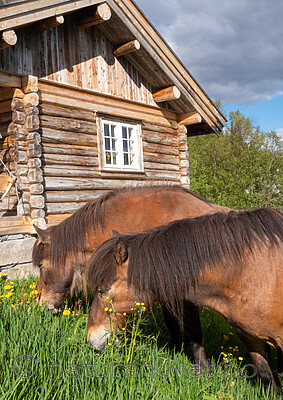 SR010051 / Equus caballus / Hest