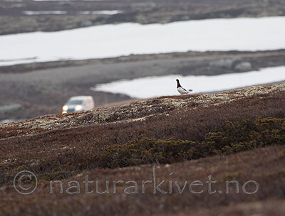 SR010102 / Lagopus lagopus / Lirype