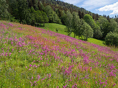 SR010232 / Viscaria vulgaris / Engtjæreblom