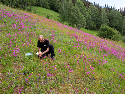 SR010234 / Viscaria vulgaris / Engtjæreblom