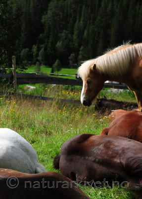 SR0_0200 / Equus caballus / Hest