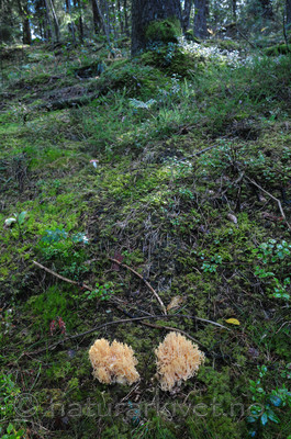 SR0_0703 / Ramaria neoformosa