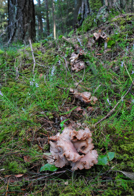 SR0_0708 / Gomphus clavatus / Fiolgubbe