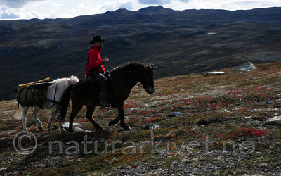 SR0_0884 / Equus caballus / Hest