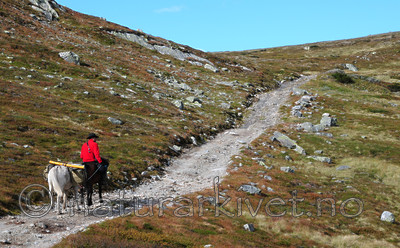 SR0_0893 / Equus caballus / Hest