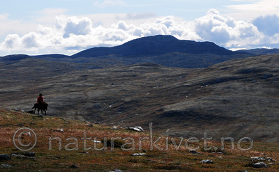 SR0_0896 / Equus caballus / Hest