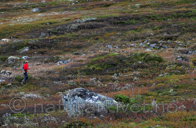 SR0_0964 / Equus caballus / Hest