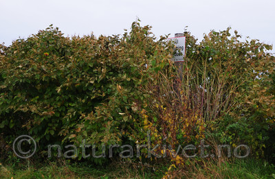 SR0_1196 / Reynoutria japonica / Parkslirekne