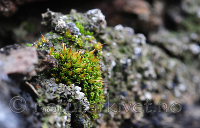 SR0_1327 / Encalypta vulgaris / Småklokkemose
