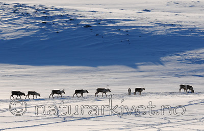 SR0_2268_2 / Rangifer tarandus / Rein