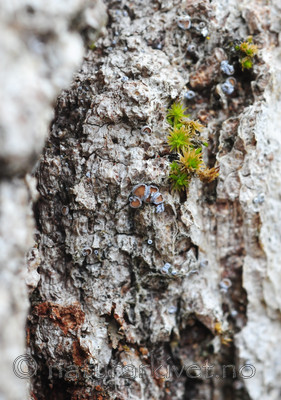 SR0_2448 / Proliferodiscus tricolor / Eikehårskål