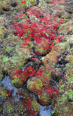 SR0_2635 / Bryum weigelii / Kildevrangmose