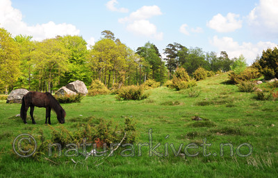 SR0_2701 / Equus caballus / Hest