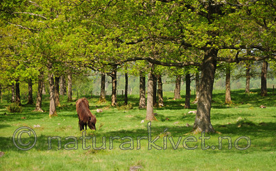 SR0_2706 / Equus caballus / Hest