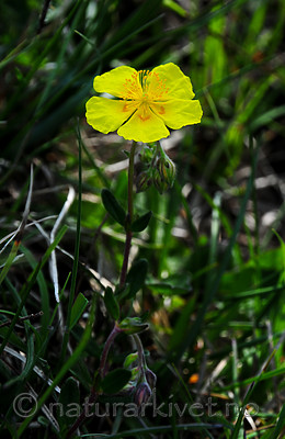 SR0_2851 / Helianthemum nummularium / Solrose
