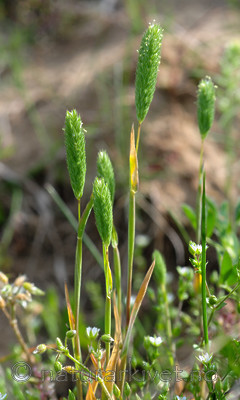 SR0_3052 / Phleum arenarium / Sandtimotei