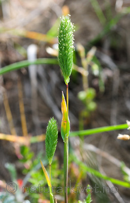 SR0_3056 / Phleum arenarium / Sandtimotei