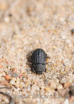 SR0_3101 / Melanimon tibialis