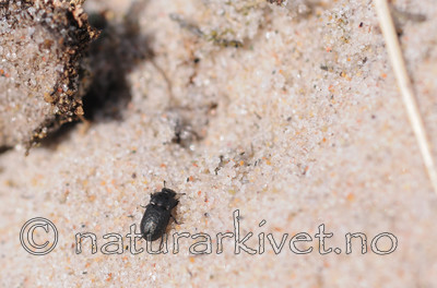 SR0_3211 / Melanimon tibialis