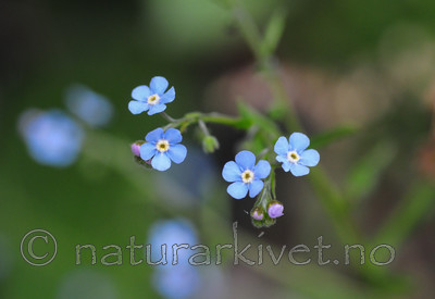 SR0_3413 / Lappula deflexa / Hengepiggfrø