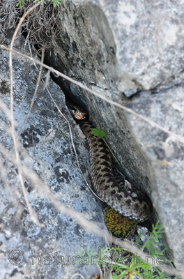 SR0_3581 / Vipera berus / Hoggorm