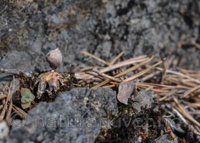 SR0_3665 / Geastrum minimum / Småjordstjerne