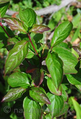 SR0_4273 / Swida sanguinea / Villkornell