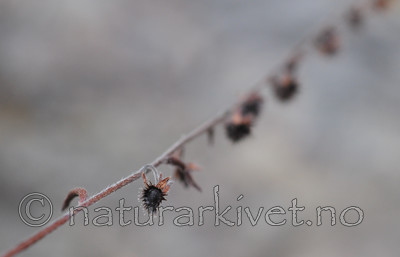 SR0_4826 / Lappula deflexa / Hengepiggfrø